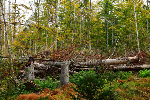 Urwald Bayrischer Wald