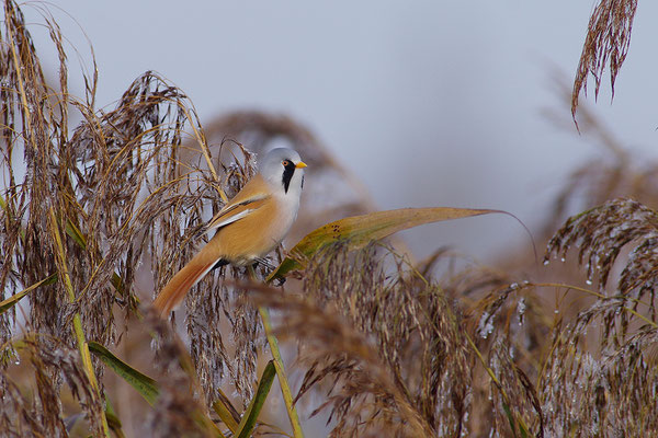 Bartmeise Männchen