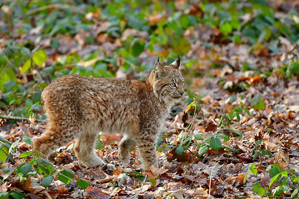 Luchs Jungtier
