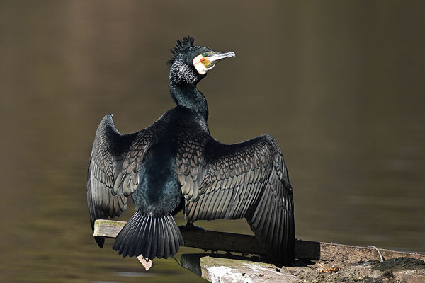 Kormoran