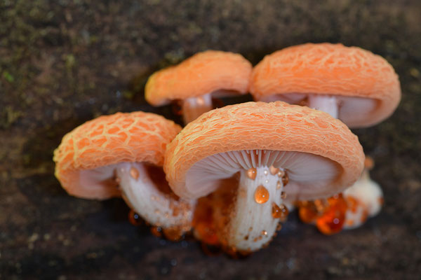 Orangeroter Adernseitling