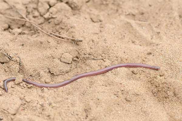 Wurmschlange, Blödauge
