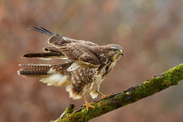 Mäusebussard
