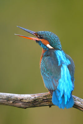 Eisvogel Weibchen