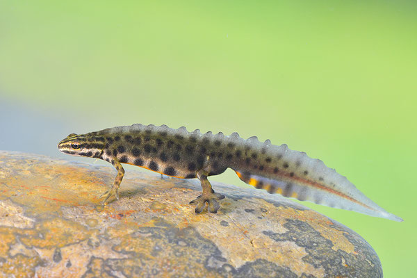 Teichmolch Männchen