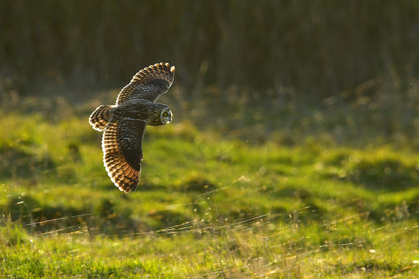 Sumpfohreule im Flug