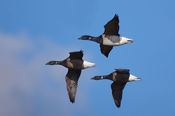 Ringelgans im Flug hellbäuchige und dunkelbäuchige Variante