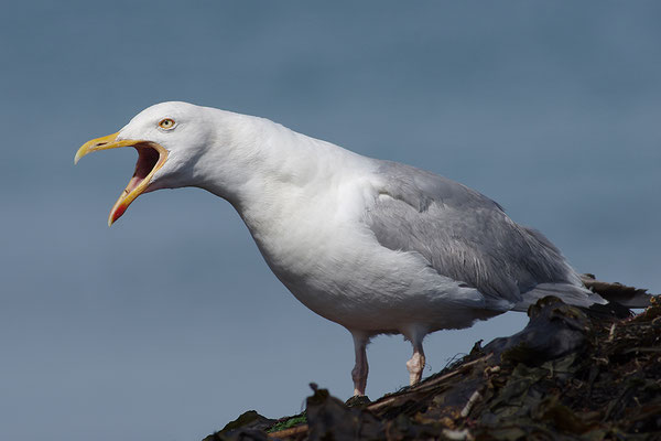 Silbermöwe rufend