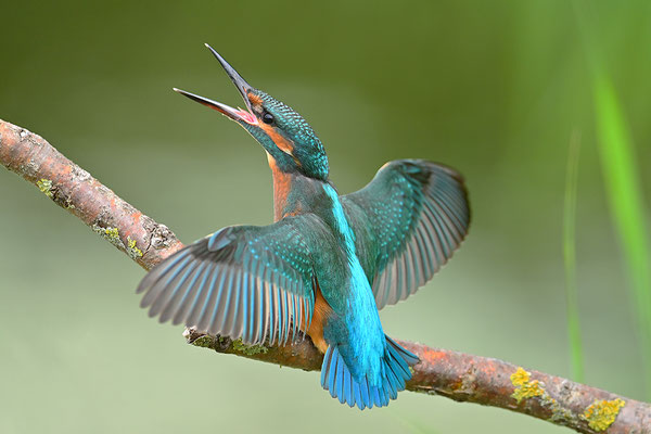Eisvogel drohend