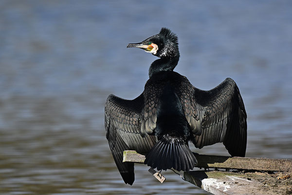 Kormoran