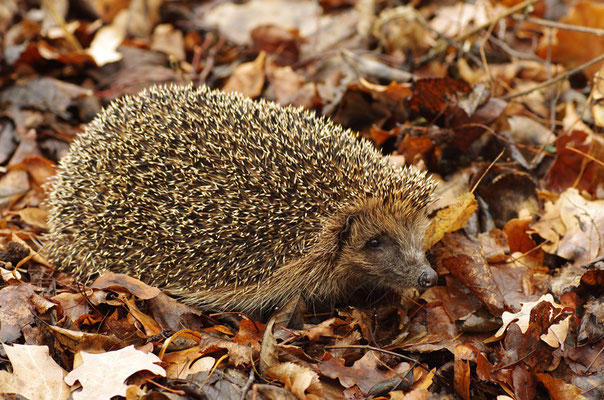 Igel