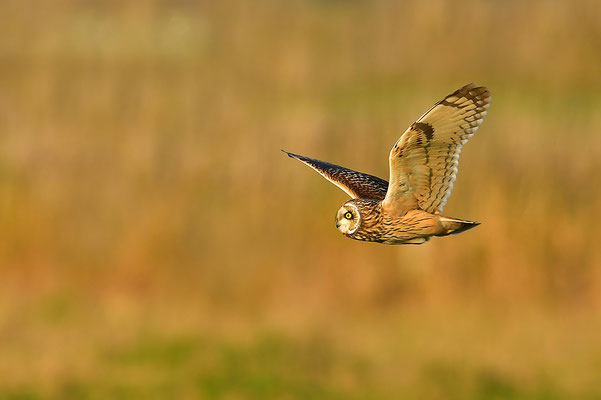 Sumpfohreule im Flug