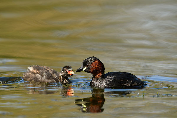 Zwergtaucher mit Jungen
