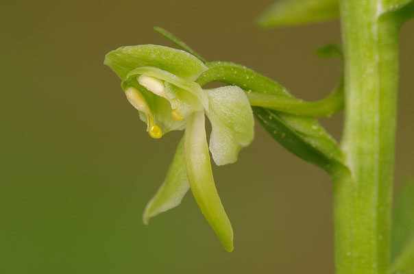 Grüne Waldhyazinthe Einzelblüte