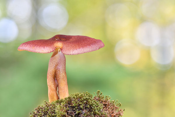 Purpurfilziger Holzritterling