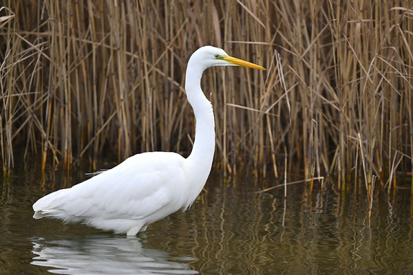 Silberreiher