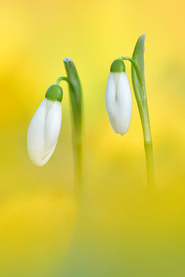Schneeglöckchen