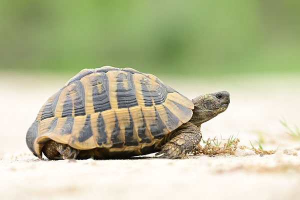 Griechische Landschildkröte