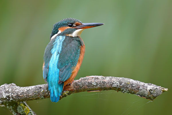 Eisvogel Weibchen