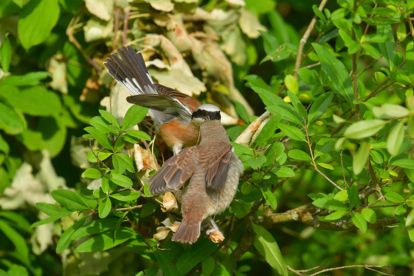 Neuntöter Männchen füttert Jungvogel