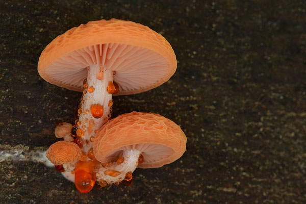 Orangeroter Adernseitling