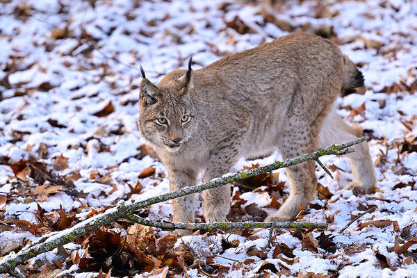 Luchs im Schnee