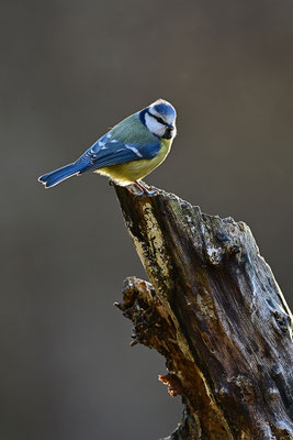 Blaumeise