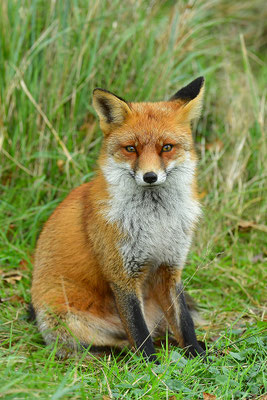 Fuchs