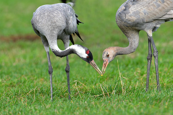 Kranich Altvogel füttert Jungvogel