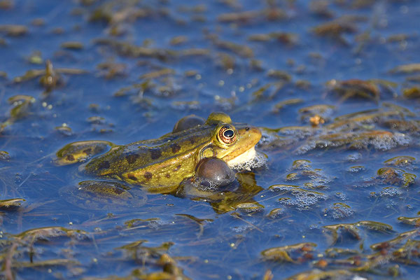 Epirus-Frosch