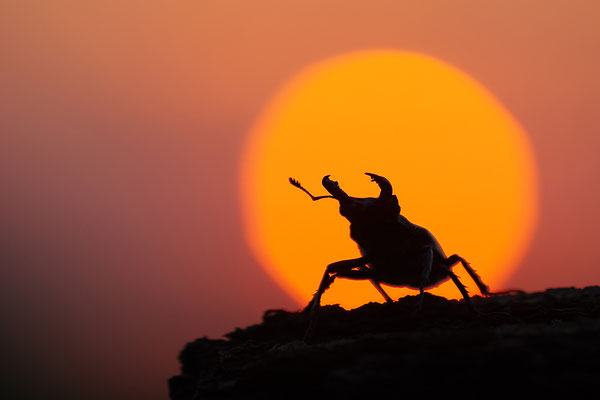 Hirschkäfer vor dem Sonnenuntergang