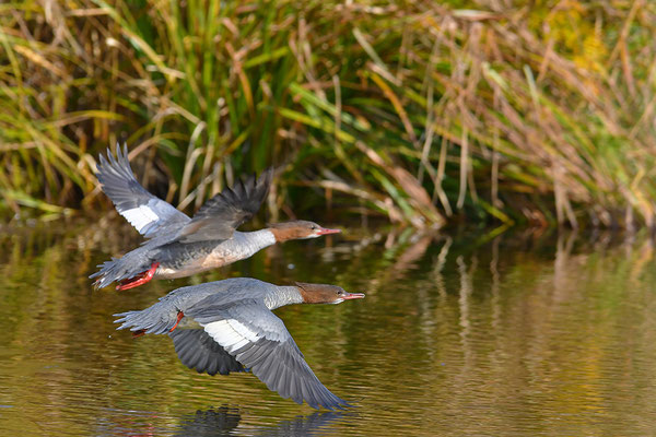 Gänsesäger im Flug