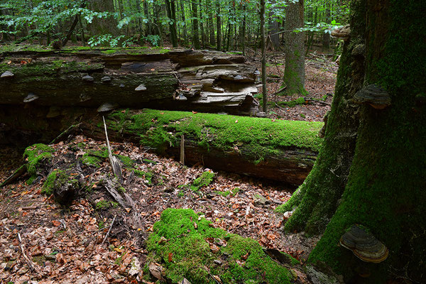 Urwald Bayrischer Wald