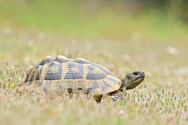 Griechische Landschildkröte