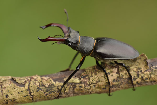 Hirschkäfer Männchen