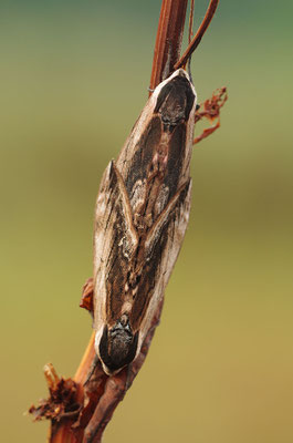 Ligusterschwärmer Paarung