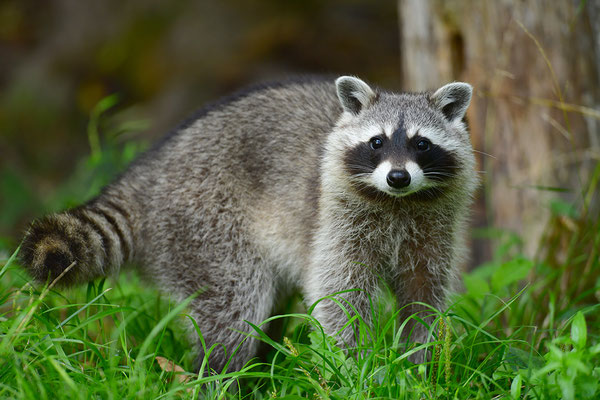 Waschbär
