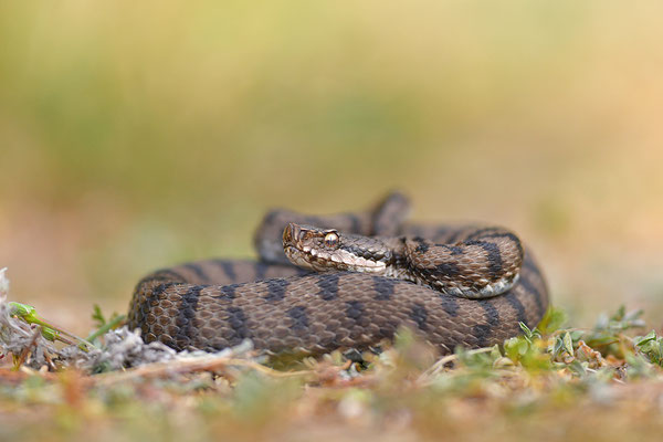 Aspisviper