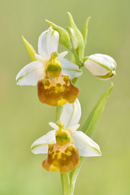 Gelbe Hummelragwurz flavescens