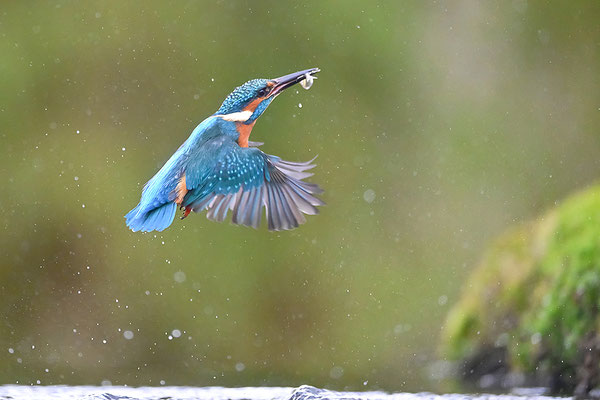 Eisvogel