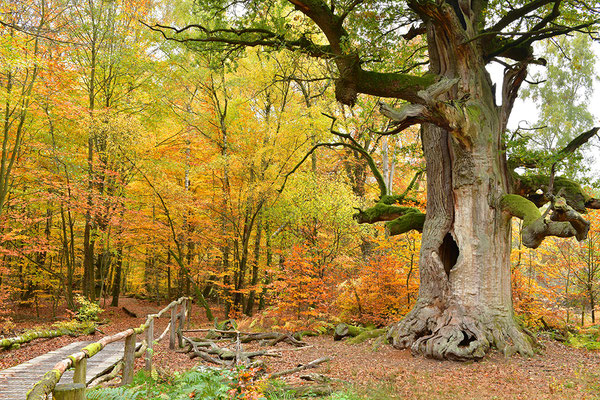 Urwald Sababurg