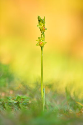 Gelbe Kleine Spinnenragwurz flavescens