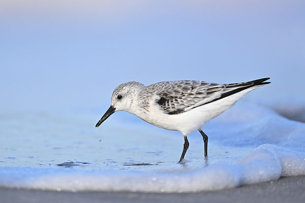 Sanderling