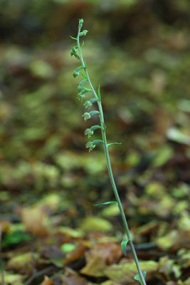 Kleinblättrige Stendelwurz