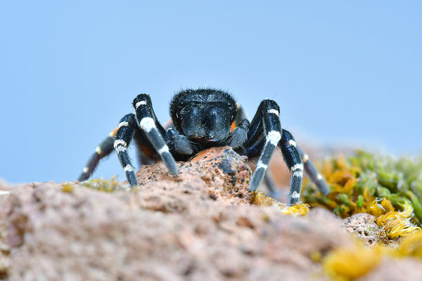 Rote Röhrenspinne, Männchen