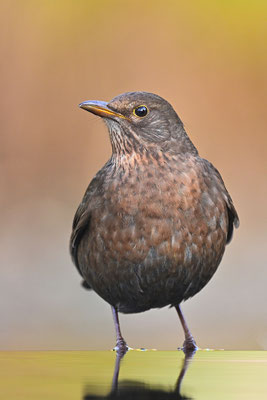Amsel Weibchen