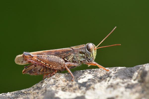 Italienische Schönschrecke, Männchen