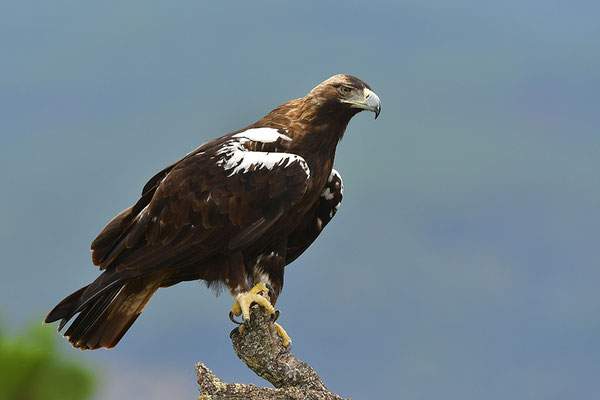 Kaiseradler