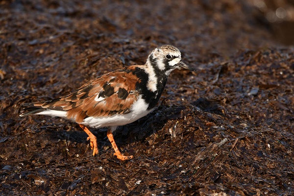 Steinwälzer