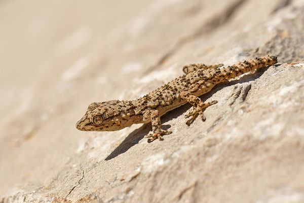 Mauergecko